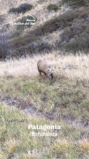 La naturaleza de nuestra Patagonia es maravillosa